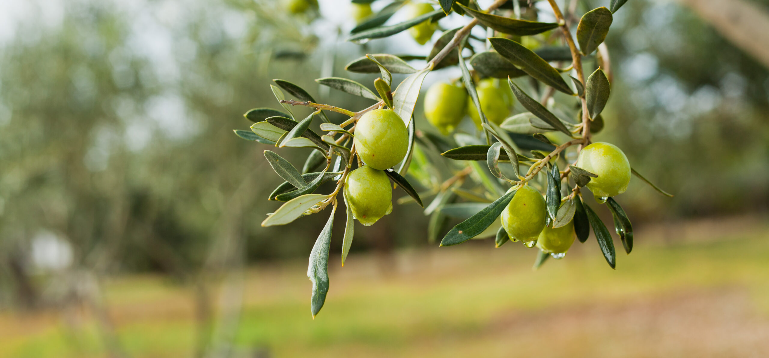 Entendiendo el significado del árbol de olivo y del aceite de la unción